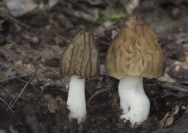 Morchella semilibera